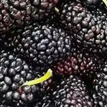 桑葚的种植方法一、准备种子：从饱满的桑葚中取出种子，用纸巾包裹并揉搓去掉果肉，再