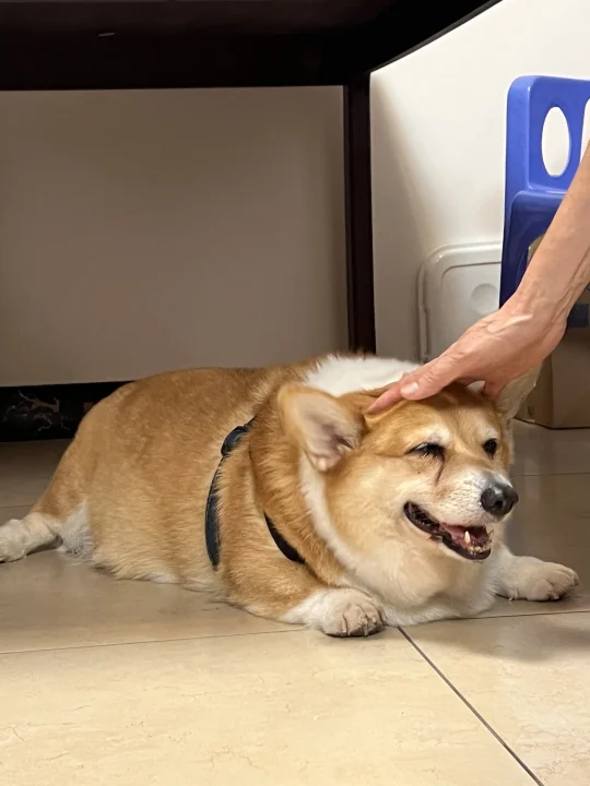 想看看被父母养得很好的小狗