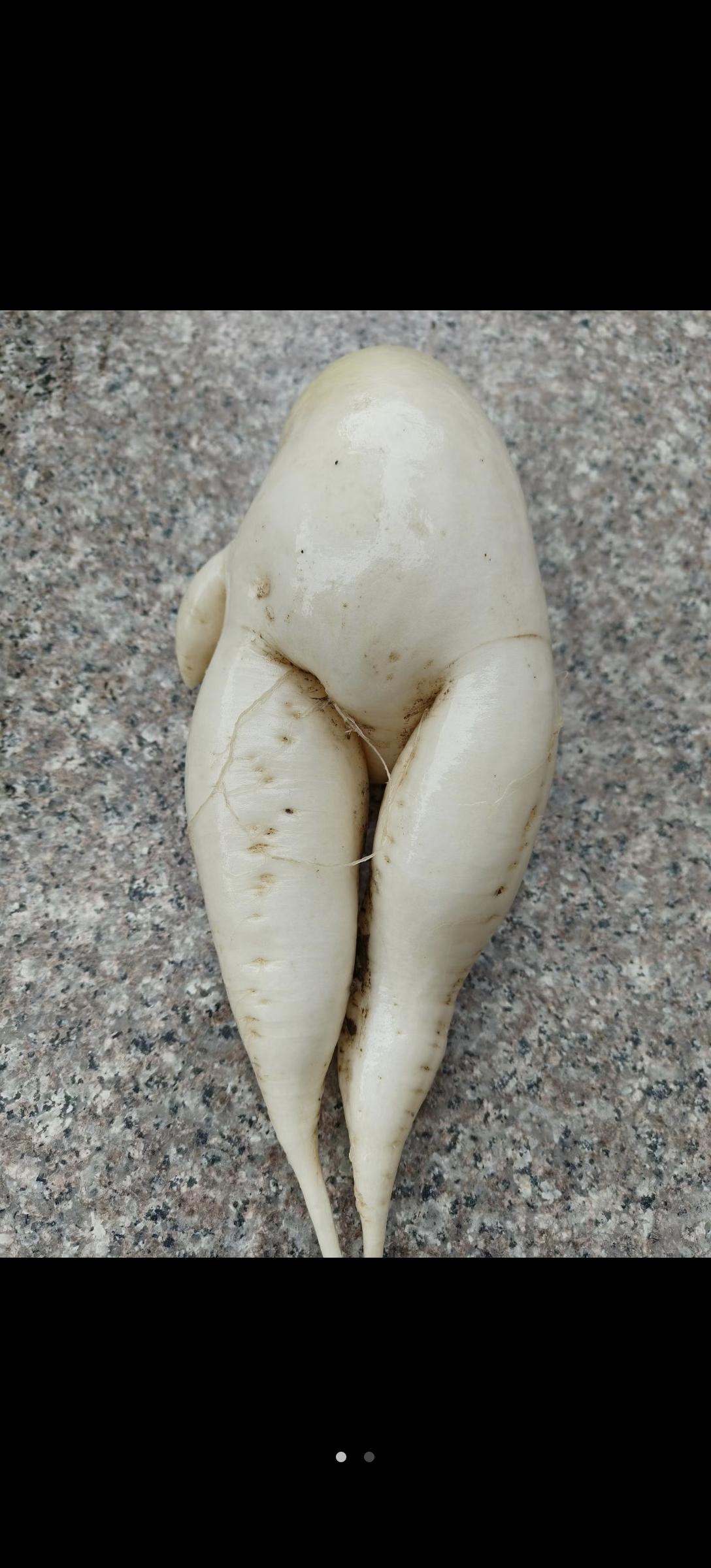 萝卜长得像“男女身形”，这背后有什么玄学含义吗？
         今天看到妈妈