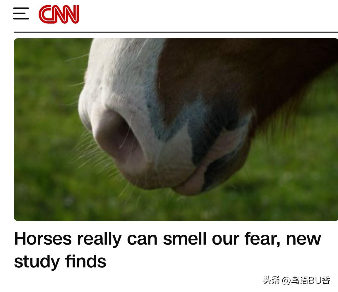 有报道称，马匹是可以通过气味，感受到人类的担忧和吃惊。这是一家法国研究院的研究人