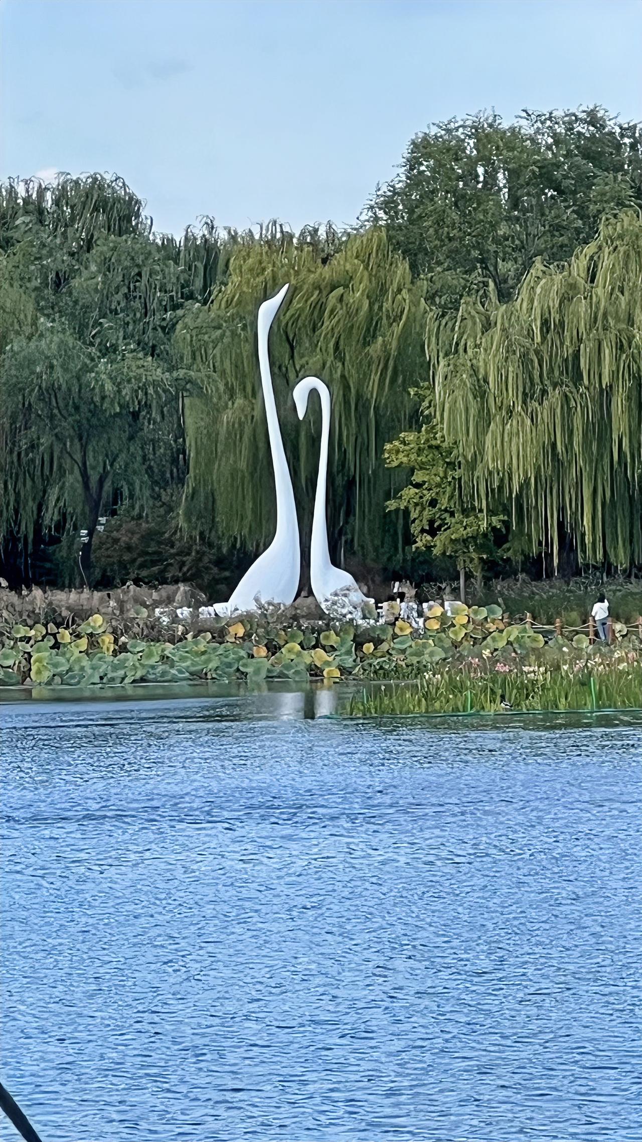 【原创】北京朝阳公园：湖畔的白色天鹅雕塑，静谧而优雅，仿佛在诉说着爱的故事。