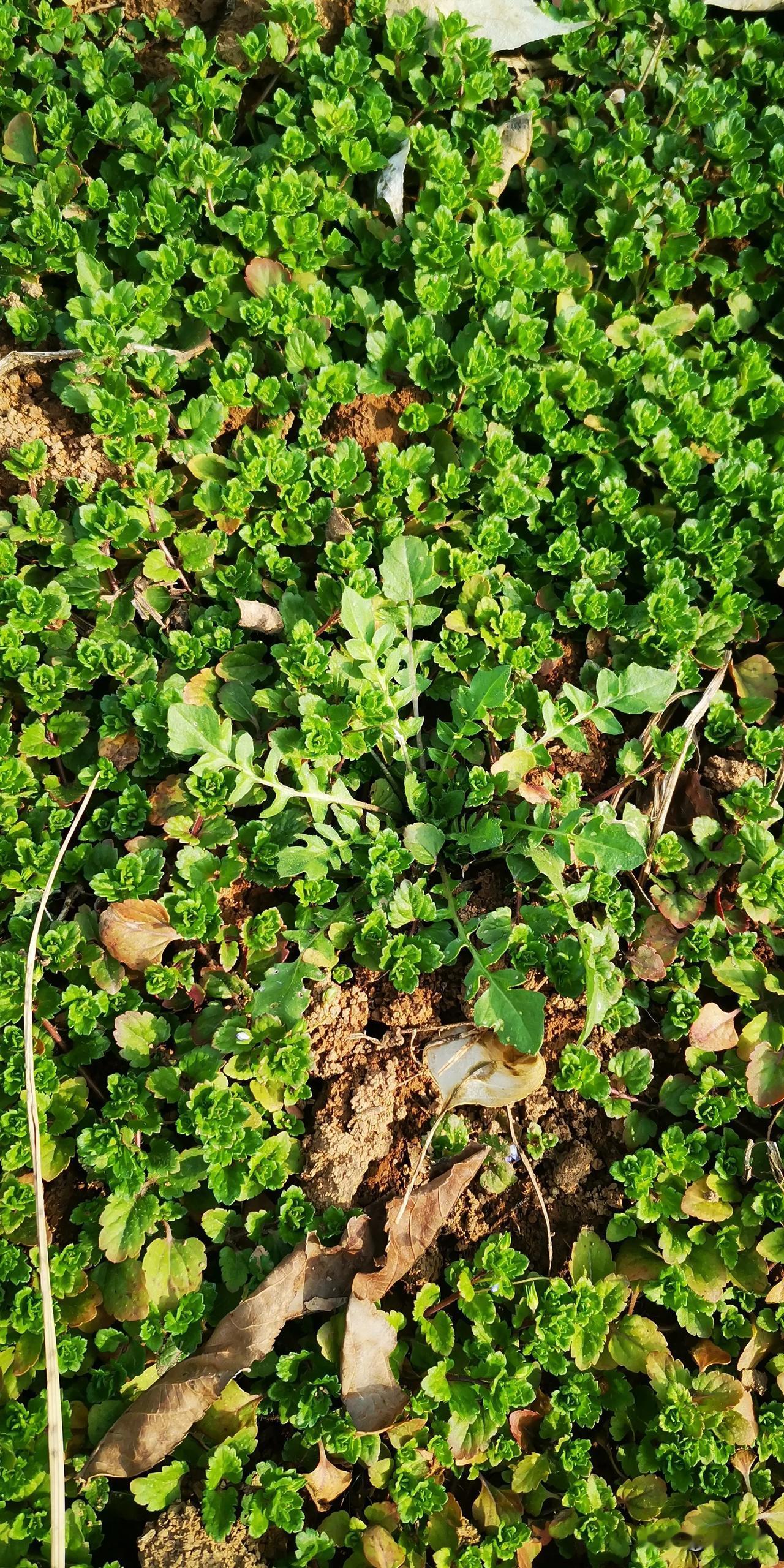 有人想挖荠菜的吗？长安公园的油菜地里荠菜肥美，令人垂涎，可惜我没带工具，真是有些