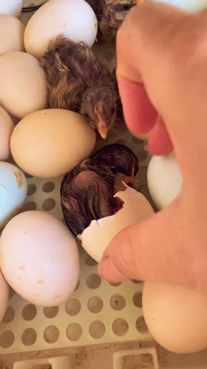 小鸡开壳全过程。
小鸡开壳了，马上就要出来了，再加油。小鸡开壳啦，加油。快出来吧
