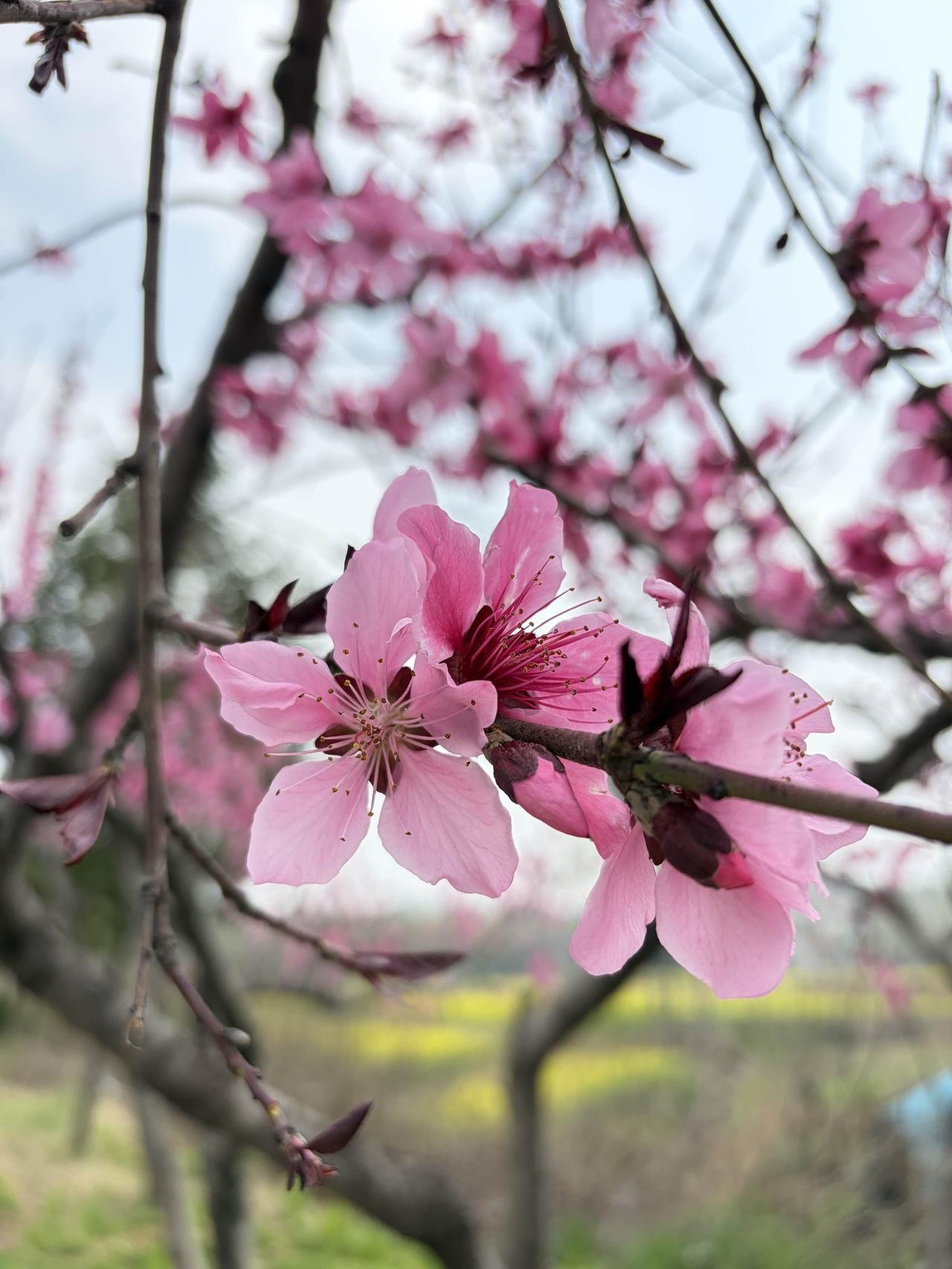 桃之夭夭，灼灼其华。枝头的桃花开得热烈，风一吹，连空气里都是甜甜的春日气息🌸
