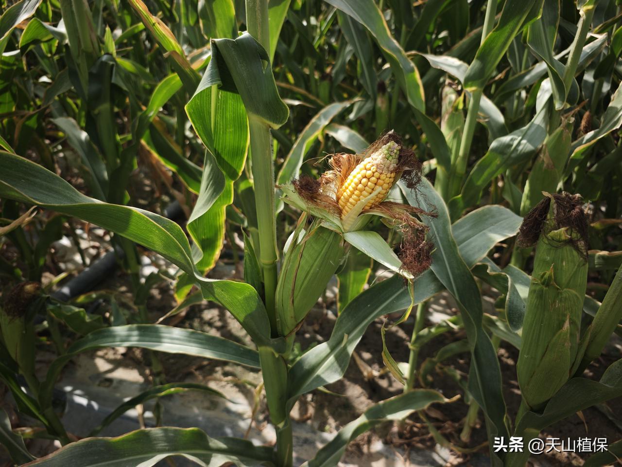 夏日生活打卡季 夏日玉米蜡熟期问题还挺多的。就说玉米青枯病，这病主要在灌浆期到蜡