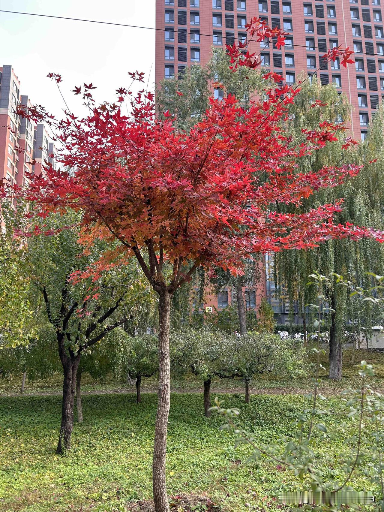 这棵树好漂亮啊

昨天下了一天的小雨，很多树都光秃秃了，树叶早已被吹落在地上，堆