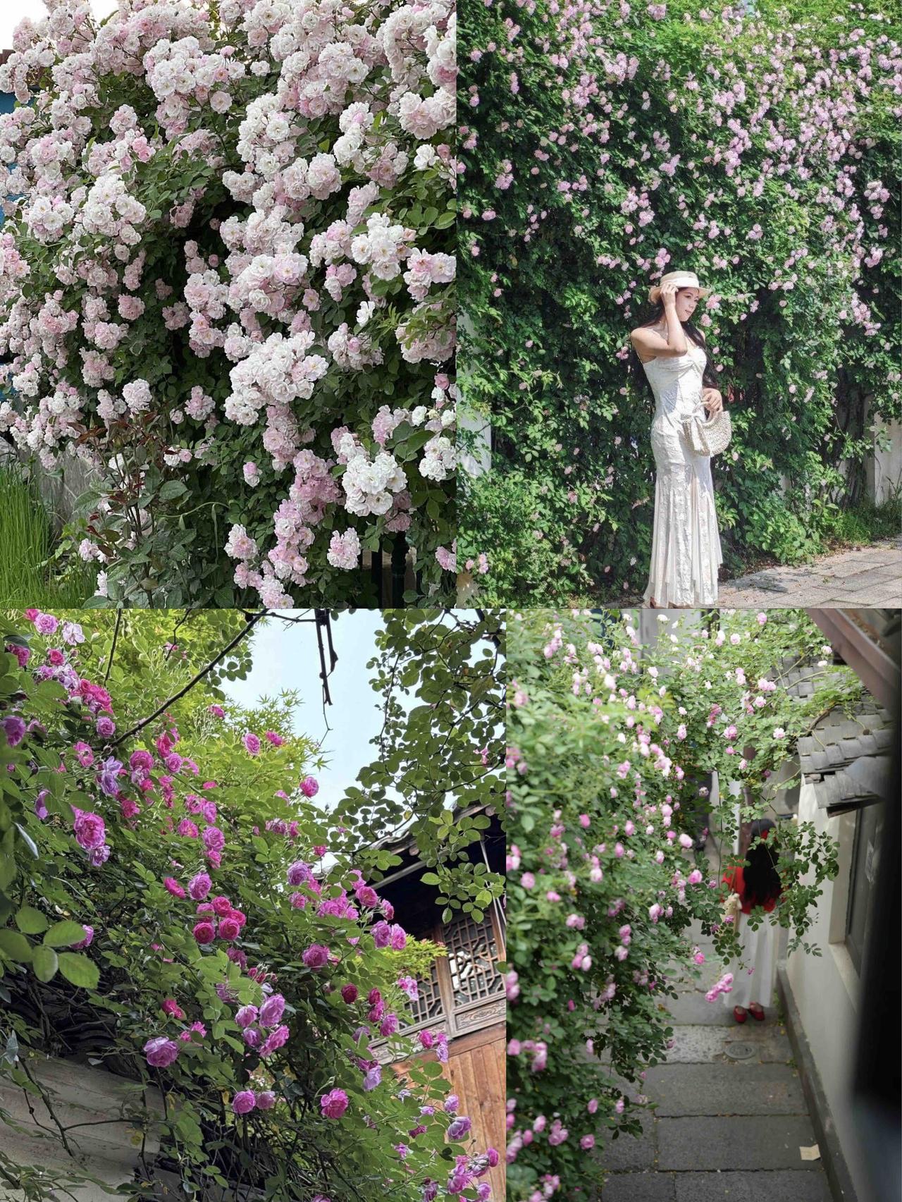 一切似乎刚刚好

最近，“一切似乎刚刚好”这句话在网上刷屏了，与之相伴的，是一张