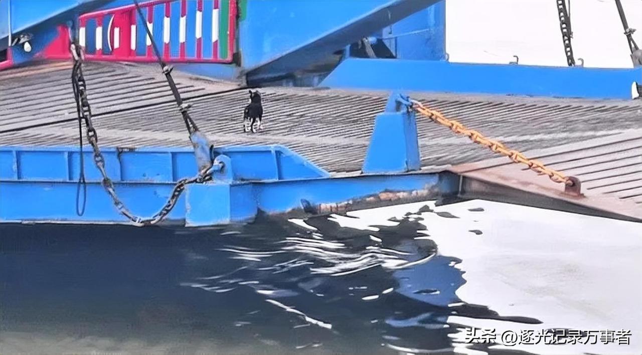 一条江，一艘轮渡，一段双向奔赴的小狗友谊。
小黑每天听到轮渡鸣笛，就会一路小跑登