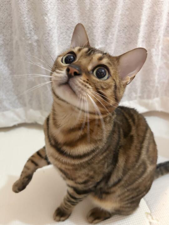 “这是您点的焦糖小猫咪”