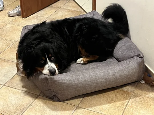 这个窝在宠物店我觉得它和床一样大