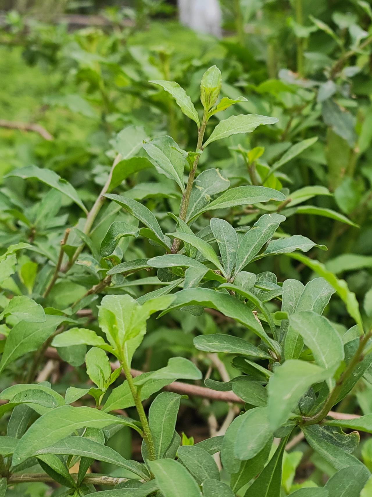 野枸杞
在公园一角的地锦丛里，忽然发现了几棵野枸杞。小时候父亲牙疼的时候，我们就