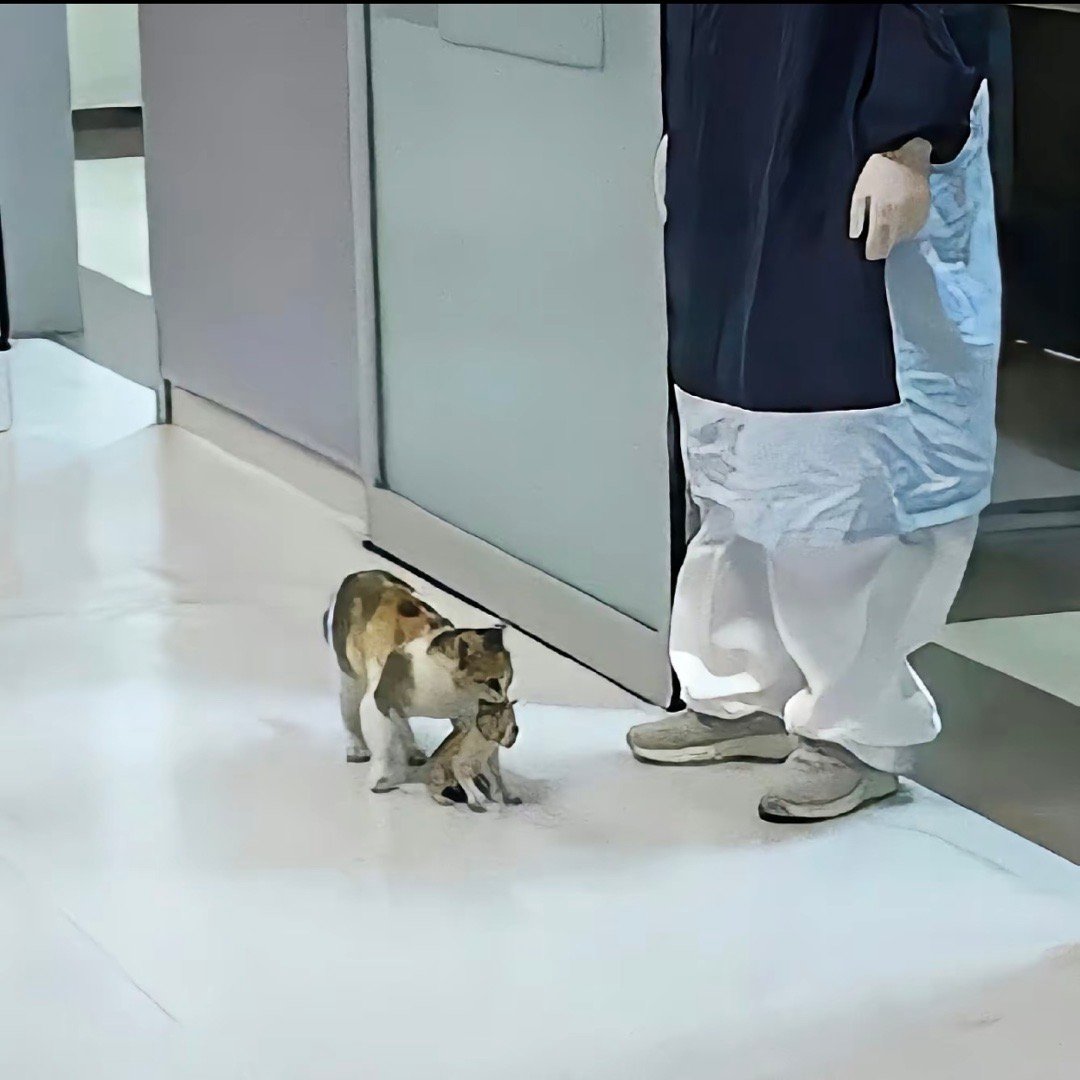 小猫咪生病 猫妈妈克克服了对人类的恐惧 穿过人群来到医院 恳请医生救救自己的孩子