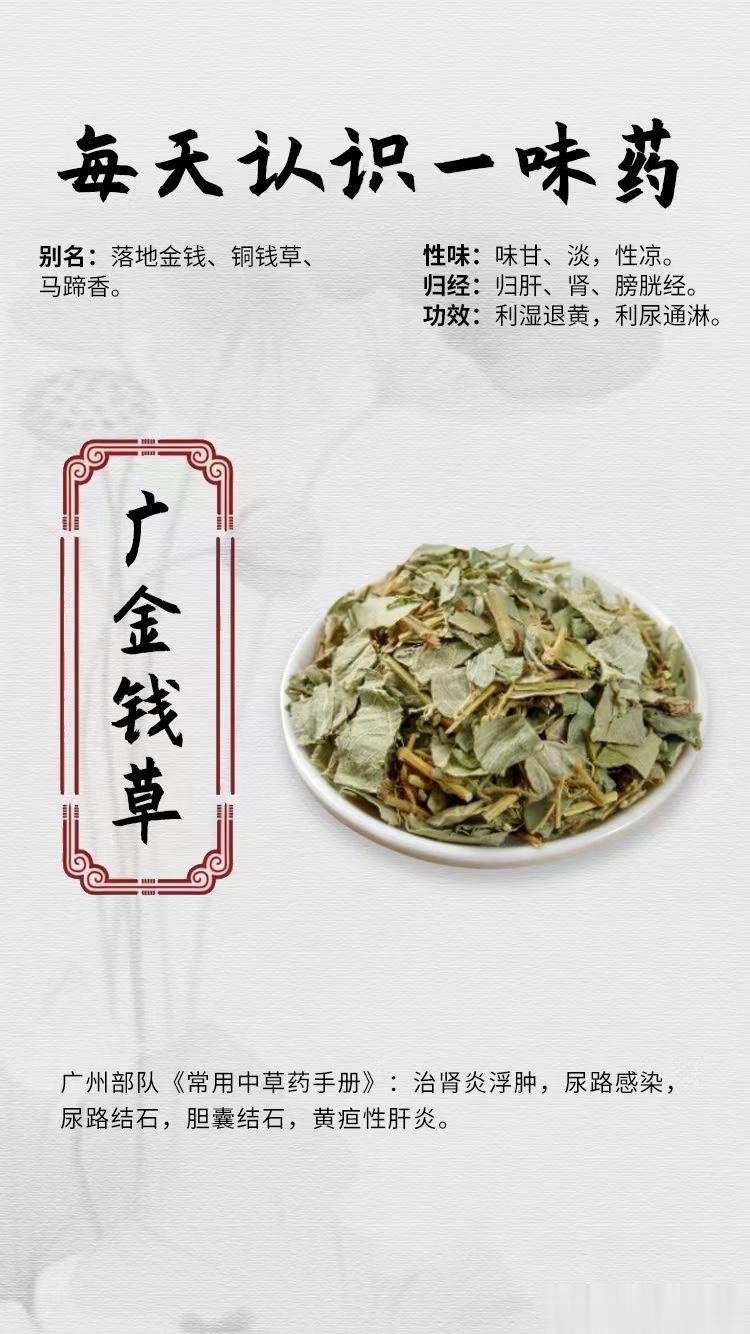 #国医的精诚力量##每天一味中草药##论道岐黄# ☘️【每天一味药】🌹广金钱草