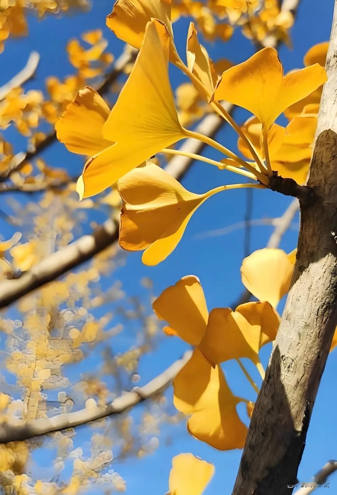 霜露渐渐染红层层树林，云淡天高正是最好的日子
漫山红叶在风中飞舞，金色沙滩伴着海