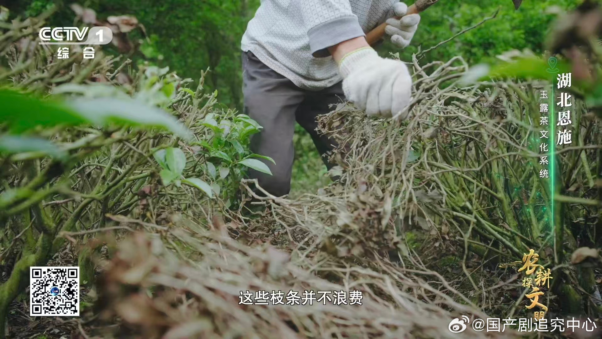 茶树也有自己的Tony老师 没想到茶树修剪门道这么多！茶农凭多年经验精心呵护，这