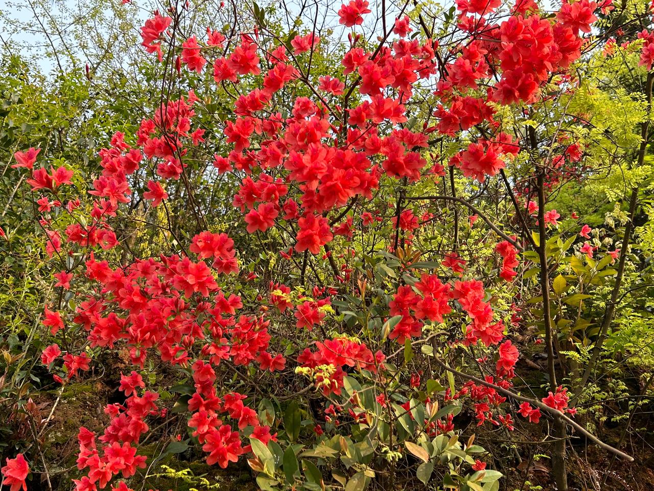 清明时节，农村随处可见漫山遍野的映山红，赏花好时期。山里赏花🌸 大山深处杜鹃花