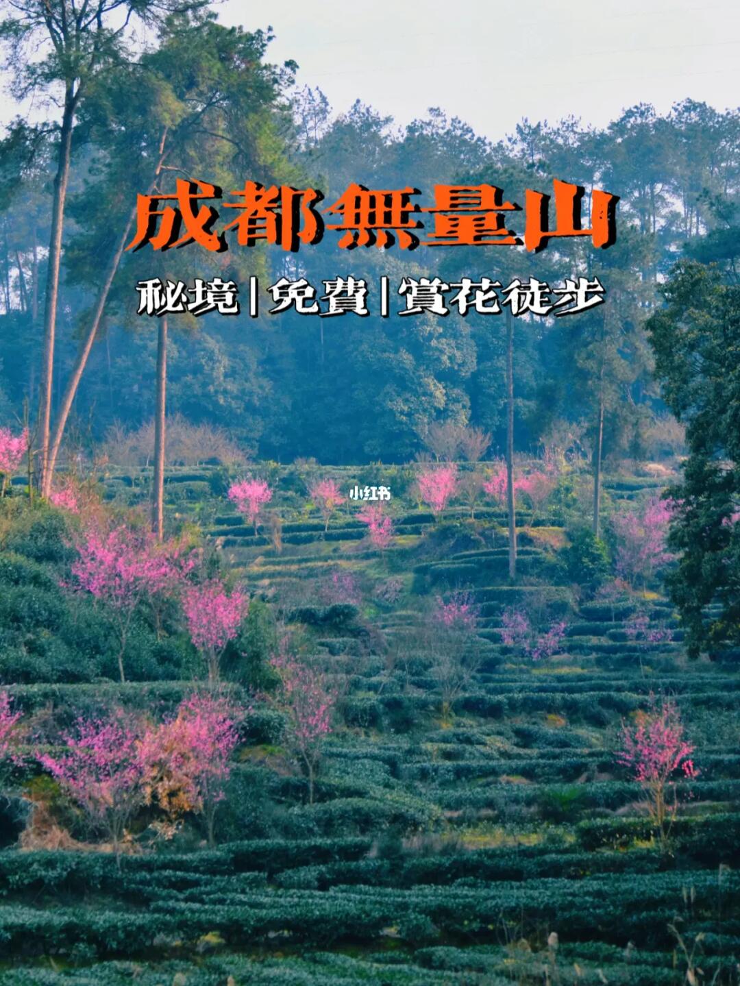 这里藏着成都最美的春天！成都“无量山”