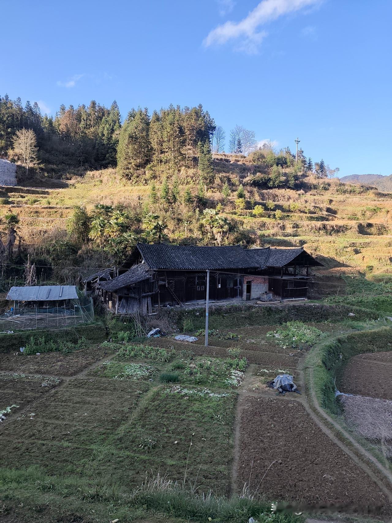 湖南怀化大山深处，山顶上养鸡养狗，没水没电，水的话全靠老天下雨，鸡是100%放养