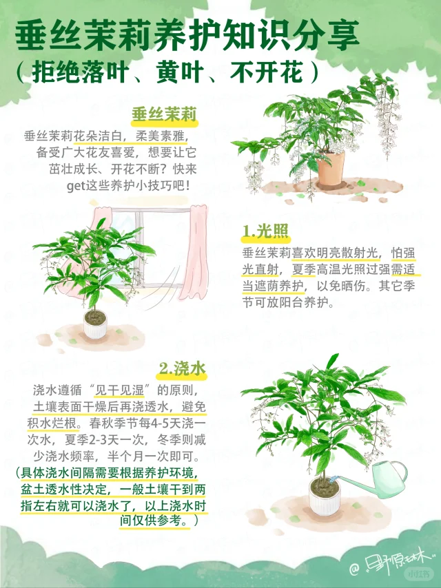 垂丝茉莉详细养护知识