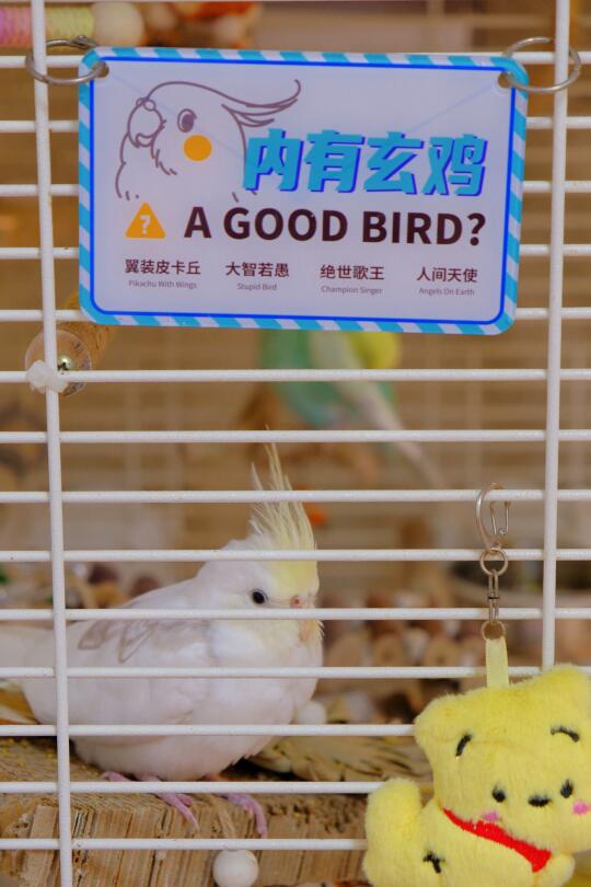 人，我喜欢泥给鸟笼做的新装修！