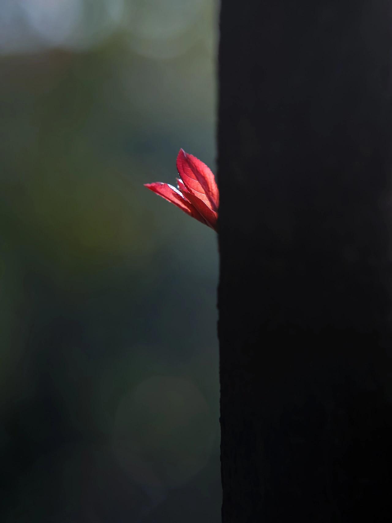 这里悄悄有朵嫩牙儿……