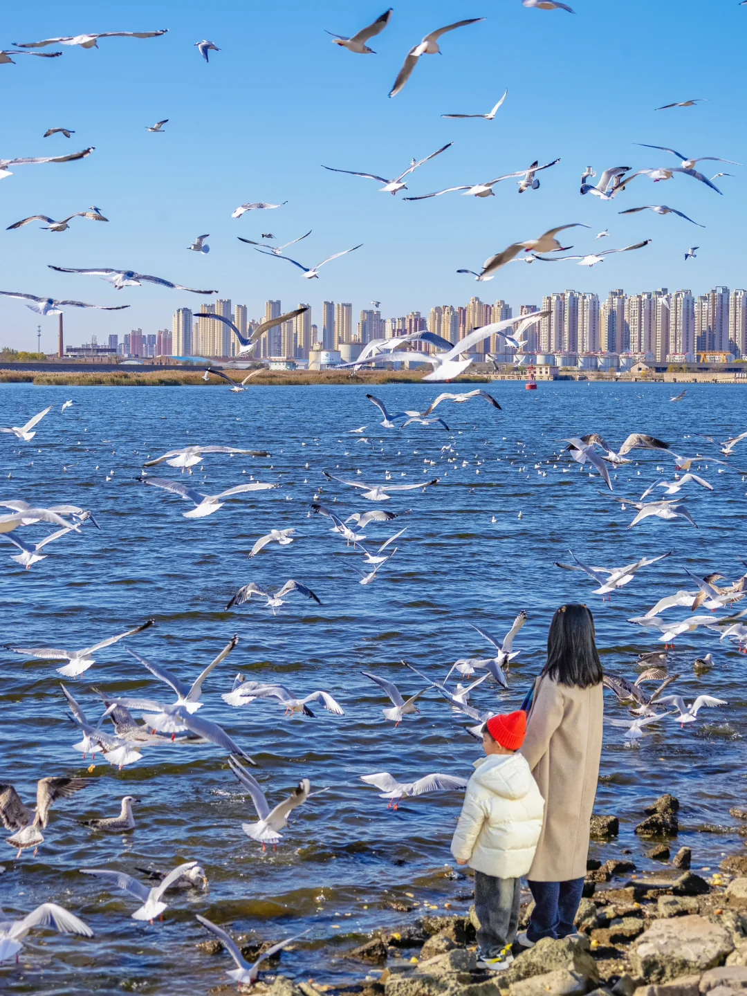 天津喂海鸥一日游‼️请码住这条路线‼️附地图