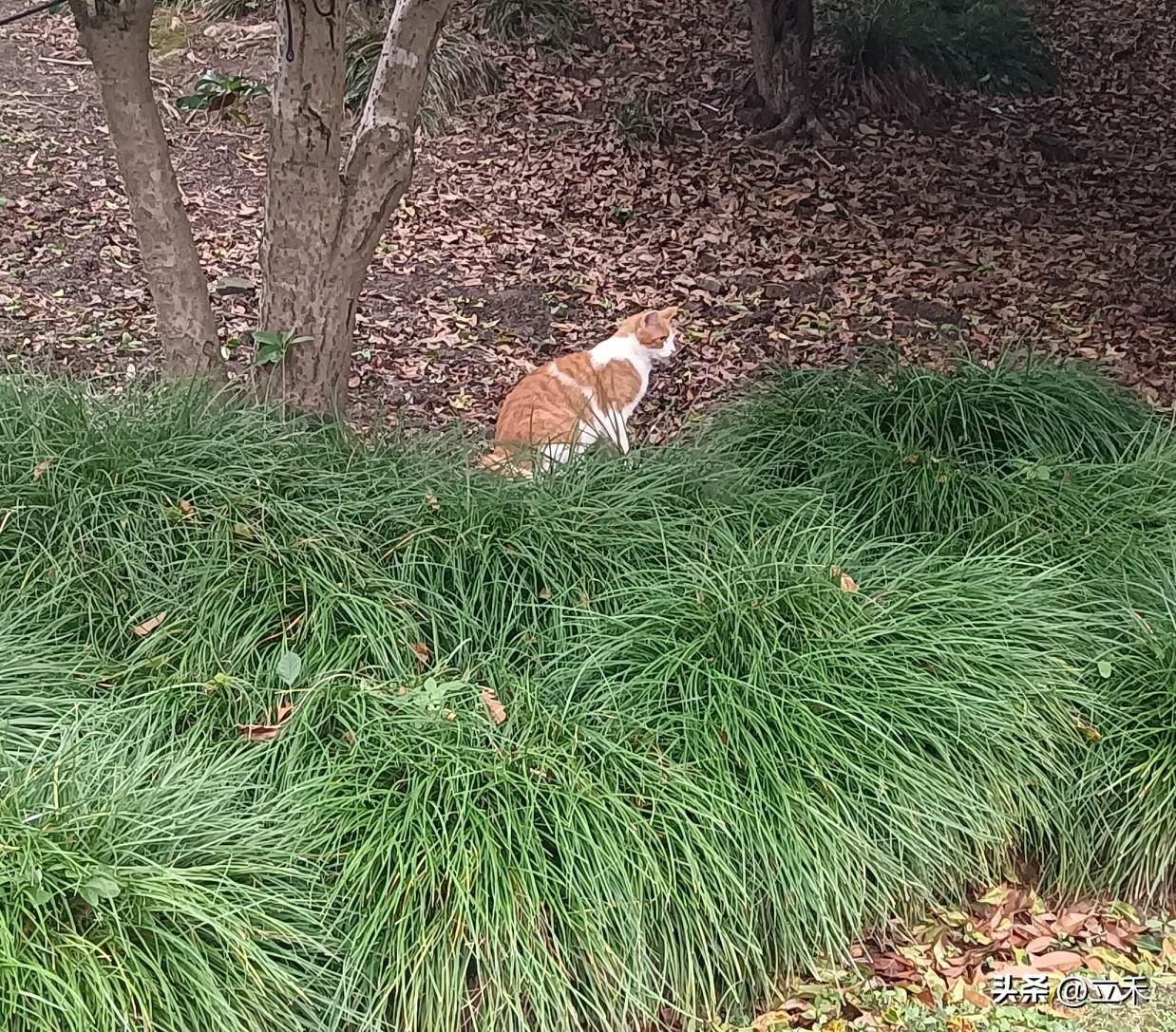 分享一张猫咪的照片作者加速成长计划这只黄色和白色组成的小花猫，我看到的时候脸就冲