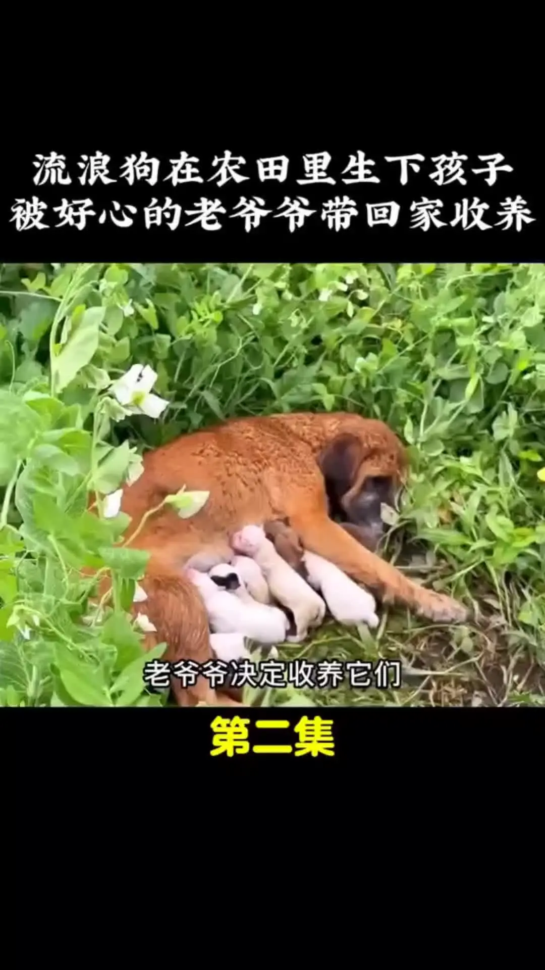我的观影报告 内容启发搜索 动物世界