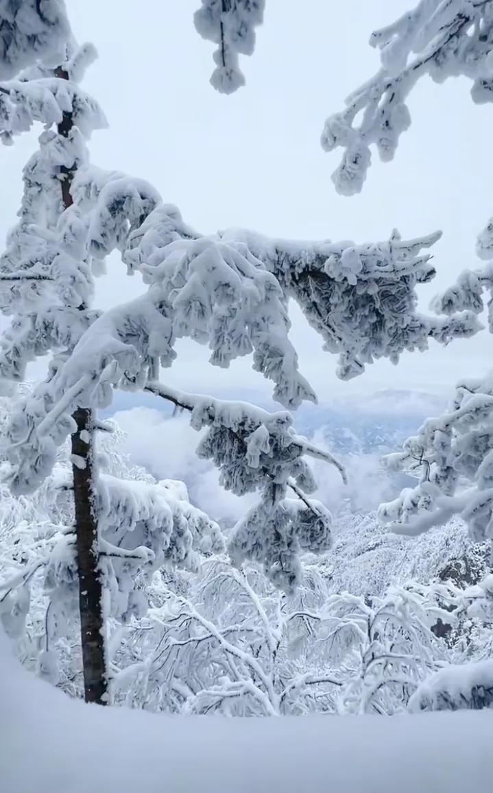 白雪覆盖 啊哦～看那白茫茫一片的雪森林真是美呆了️！好宁静啊～感觉就像是走进了童