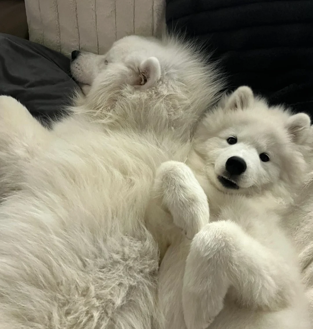 像不像你和你对象，一个埋头苦睡，一个笑嘻嘻