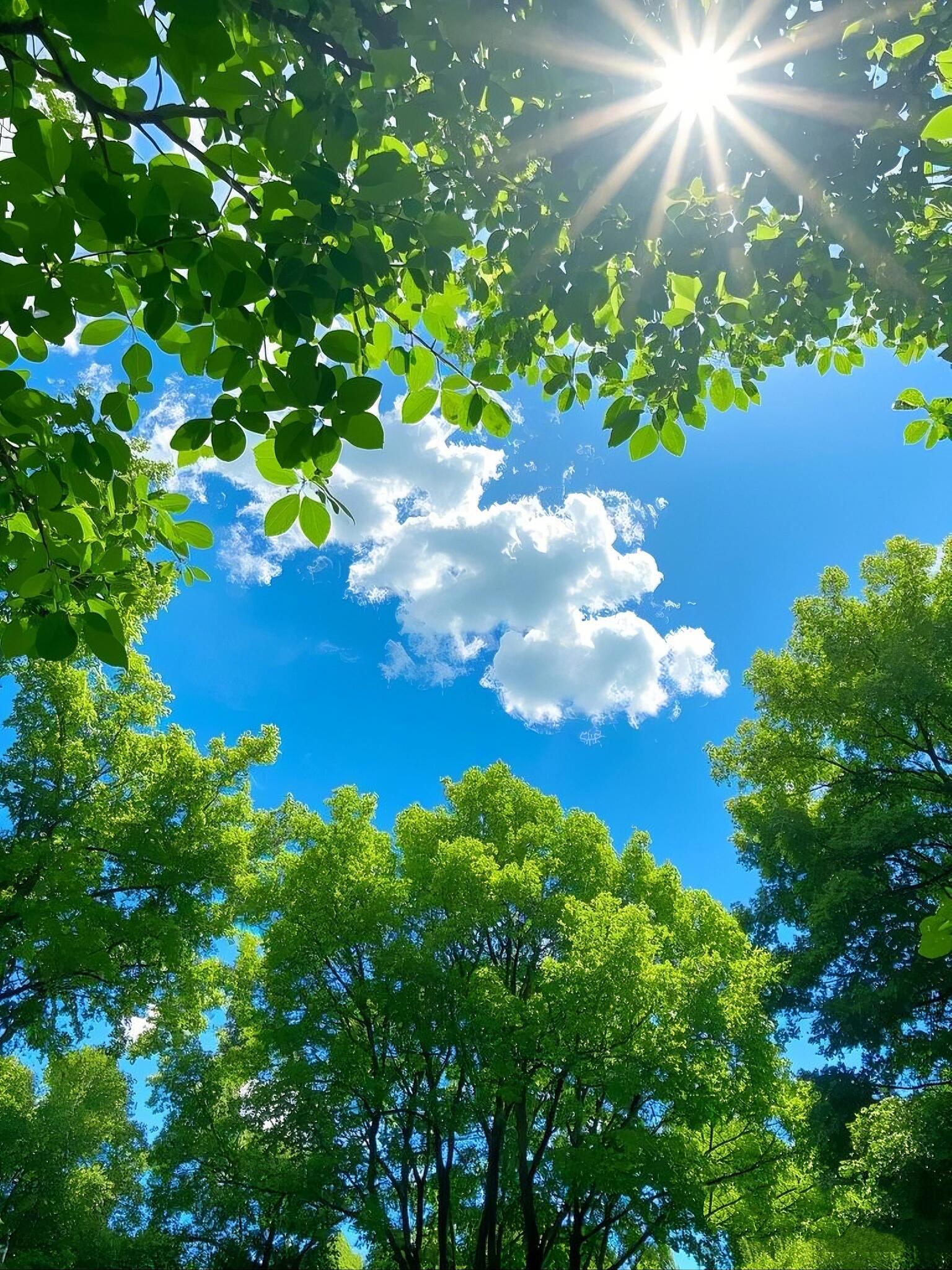 被「碧树蓝天」治愈的瞬间🌿被绿意包裹的瞬间，所有焦虑都安静了。 ​​​