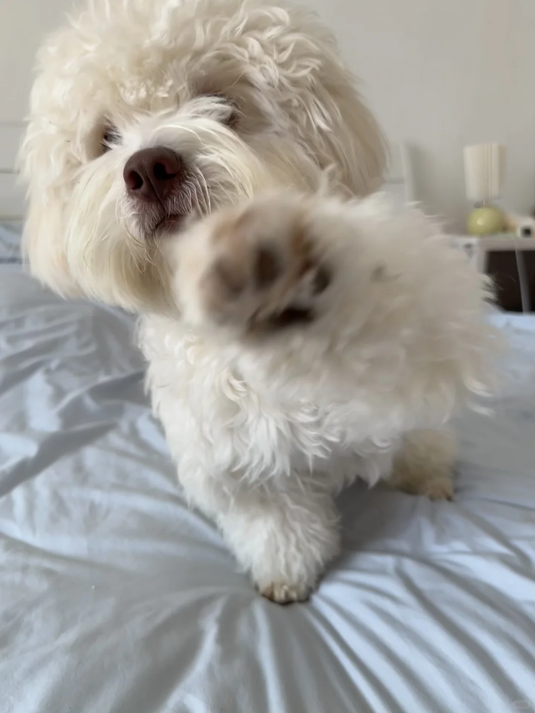 姨姨们 想要牵手手🐾