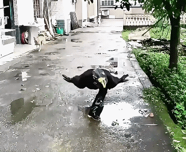 这两只狗🐶都觉得很奇怪，这是什么鸟🐦，没见过呀？一只脚能支撑这么久，是真功夫