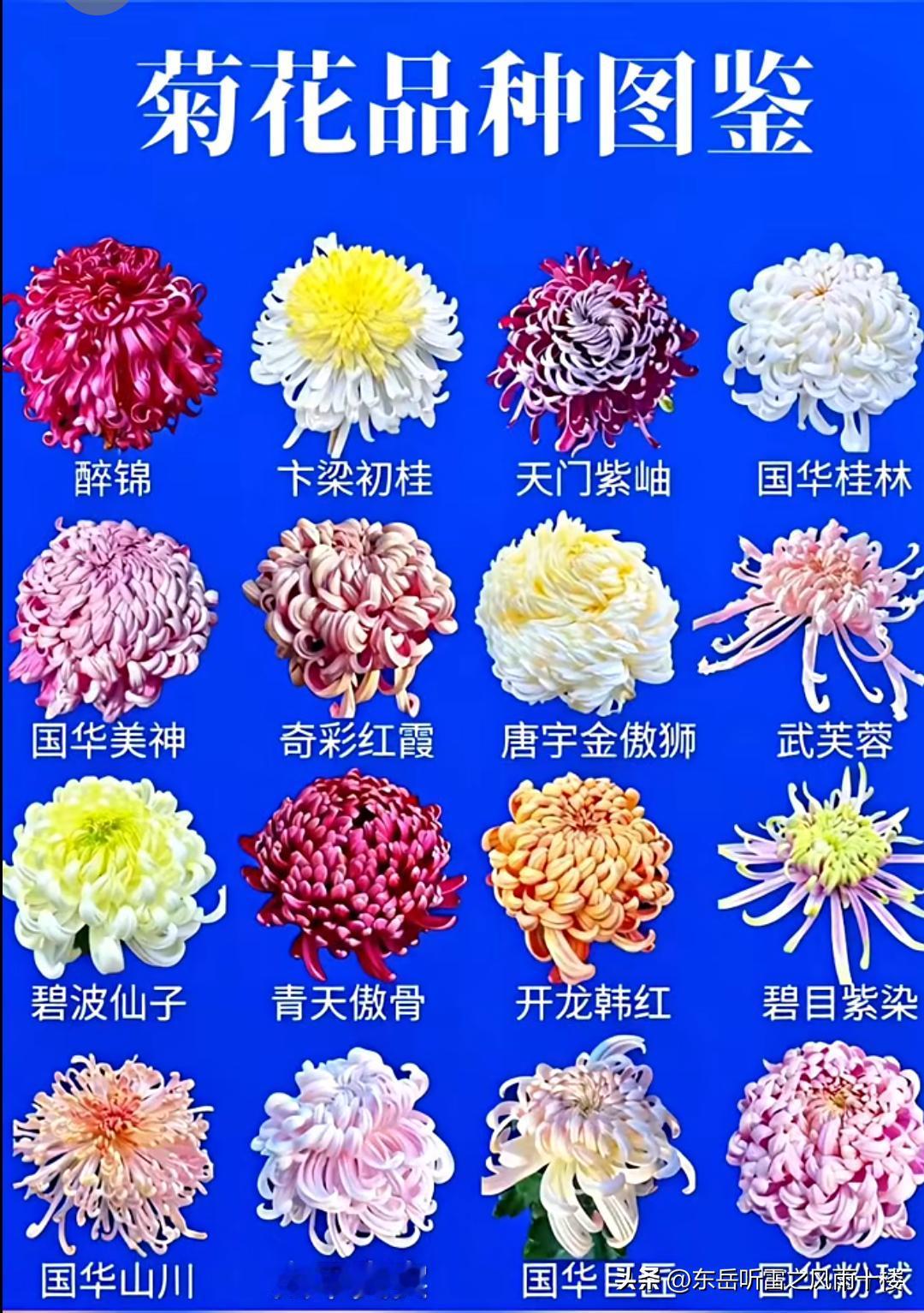 我国菊花品种繁多，世界上菊花品种已超7000个，我国也有上千种。
按季节分，夏菊