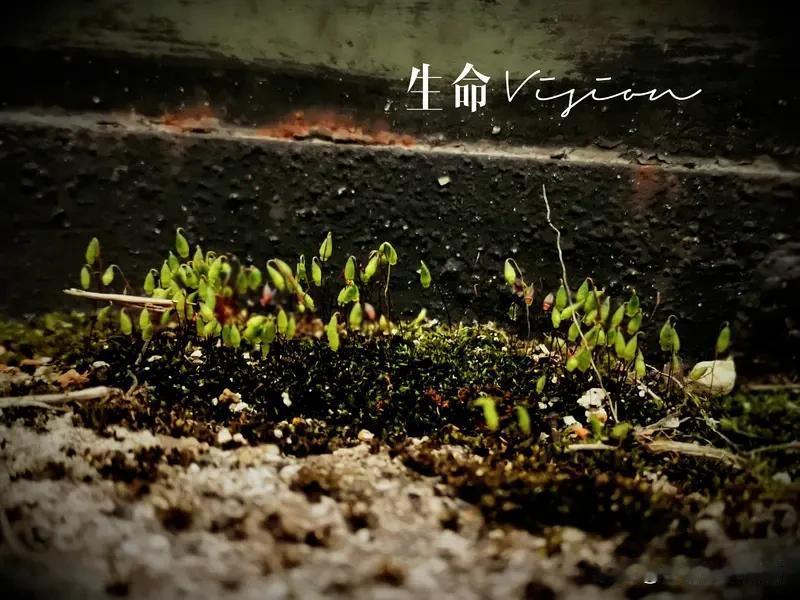 揭秘生命本质！东西方哲学各有洞见
生命本质究竟是什么？古希腊泰勒斯以水为万物本原