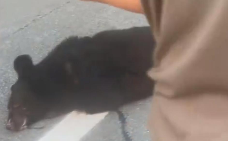 【：直接扑车头，车报废人脑震荡】 近日，黑龙江绥化，赵先生携妻子驾车外出旅行，途