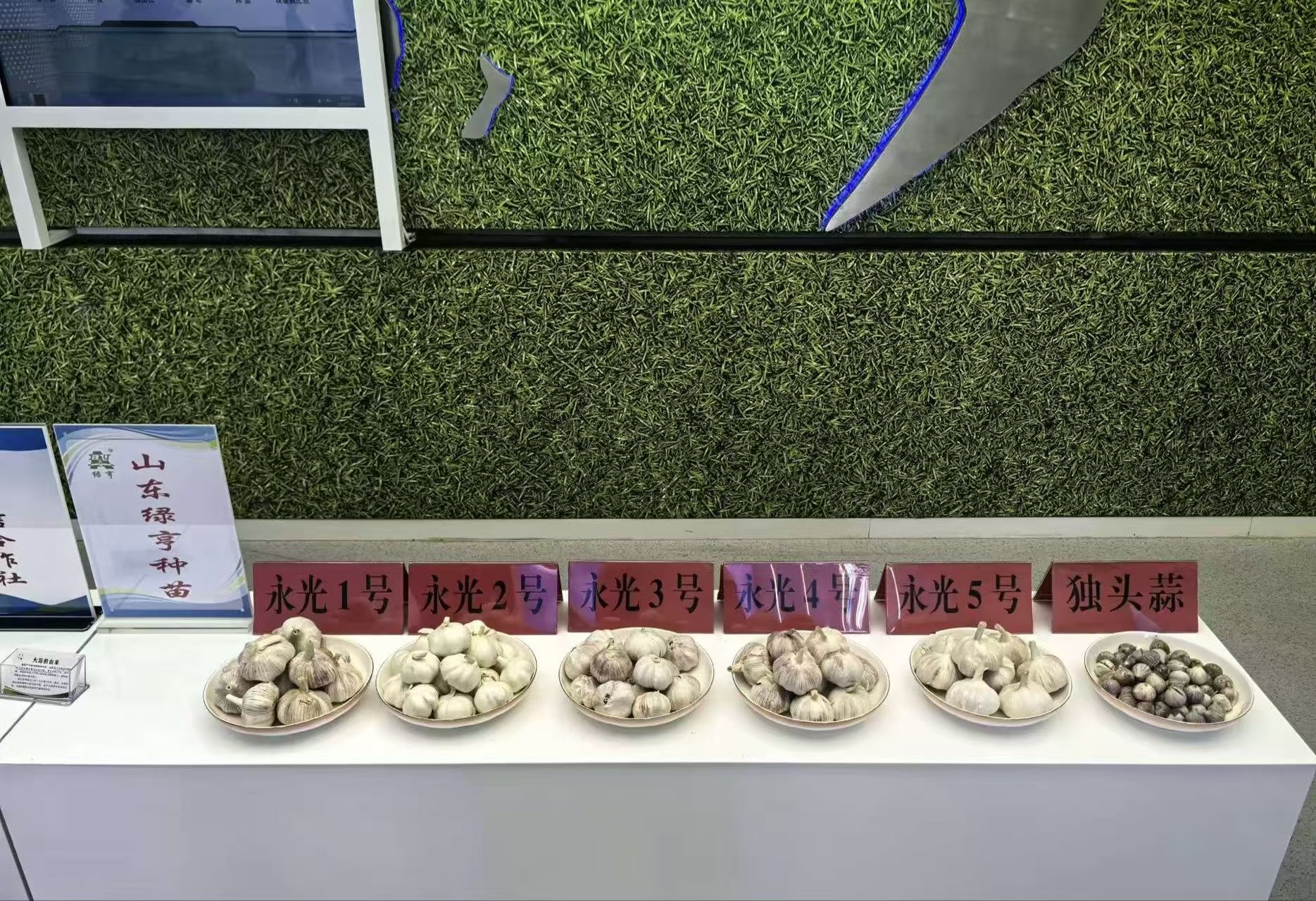 秦岭笑谈曲阜师范大学三下乡暑假社会实践 【探寻蒜都发展脉络，数字赋能金乡特色农产