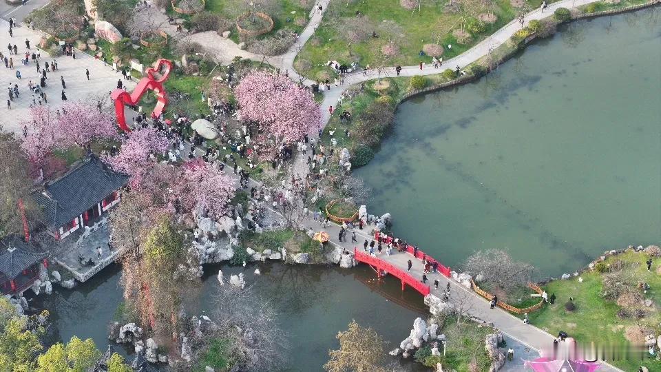 今年樱花开放还会有赏花人吗?有的，赏花人很多。