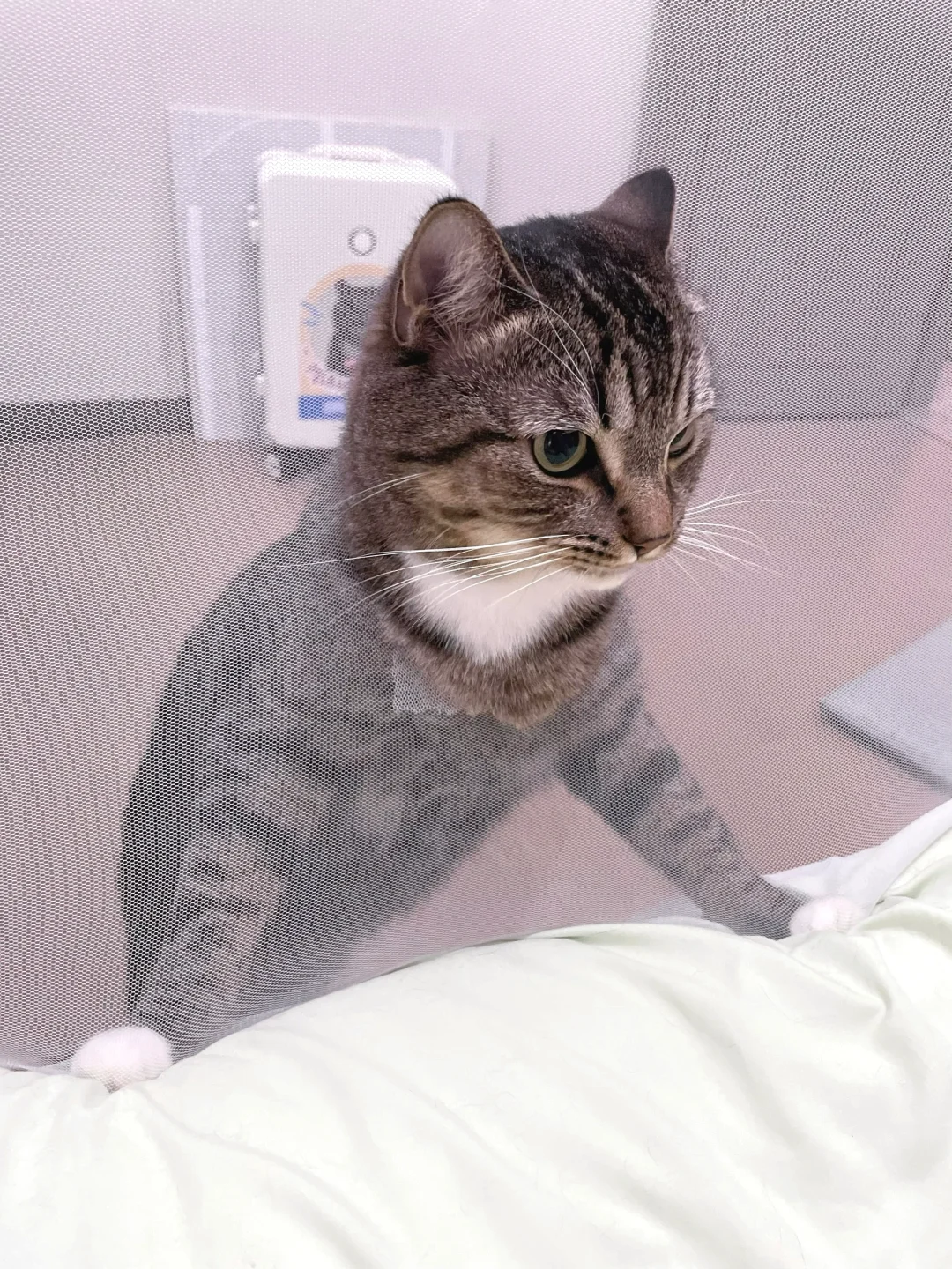 猫咪都这么无孔不入吗！？