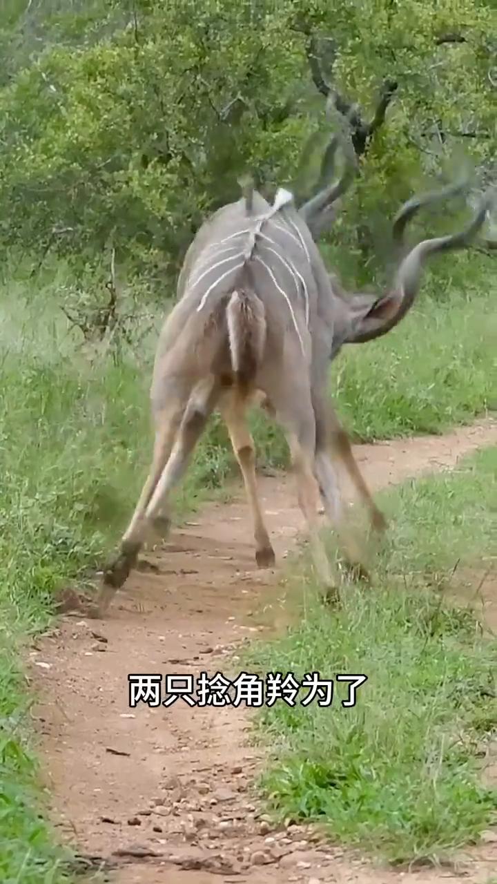 两只捻角羚为了争夺配偶权干起来了，可还没等分出胜负，它们就不约而同的松开对方，然