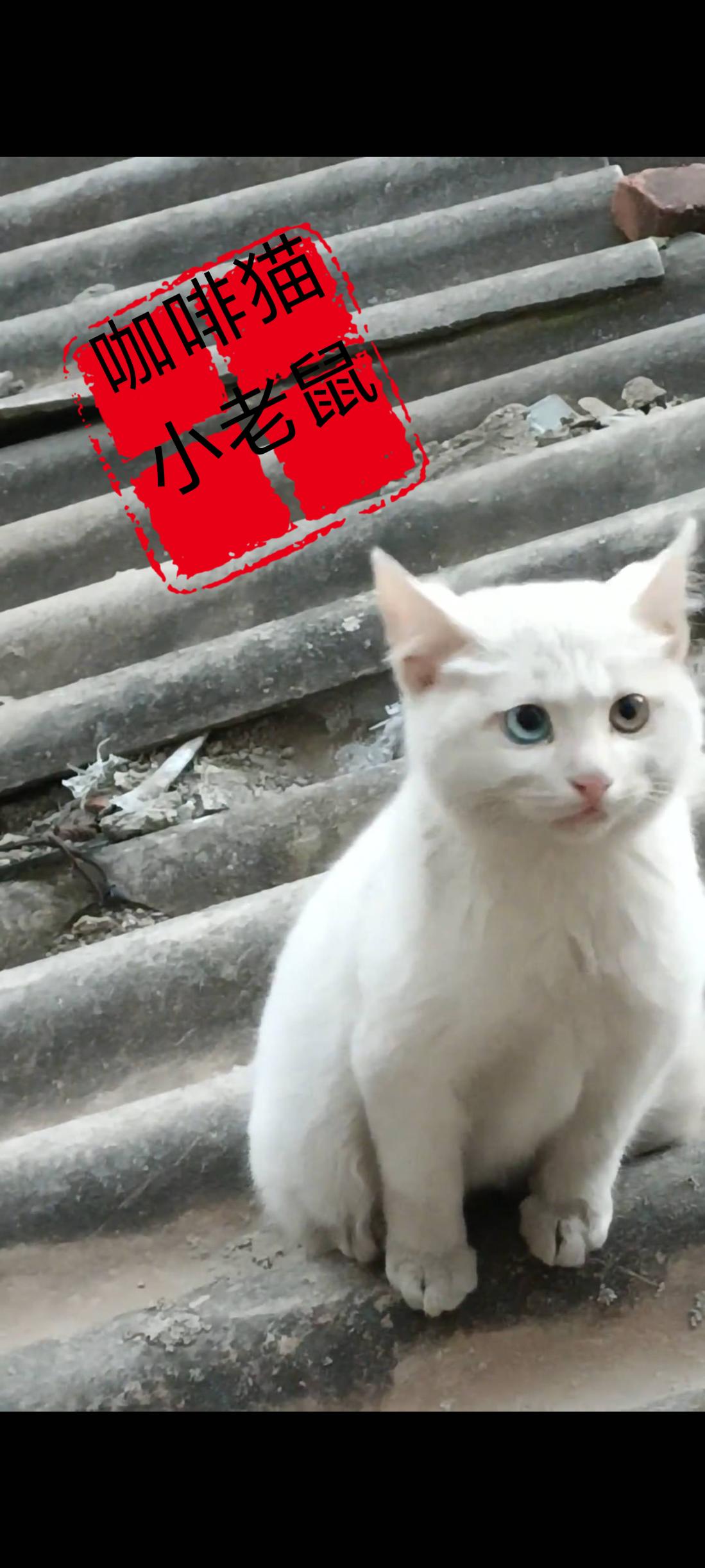 这只带有异瞳眼睛的流浪猫，突然爬上了一处瓦砾上面，恳求楼上的每一位住户，希望能够