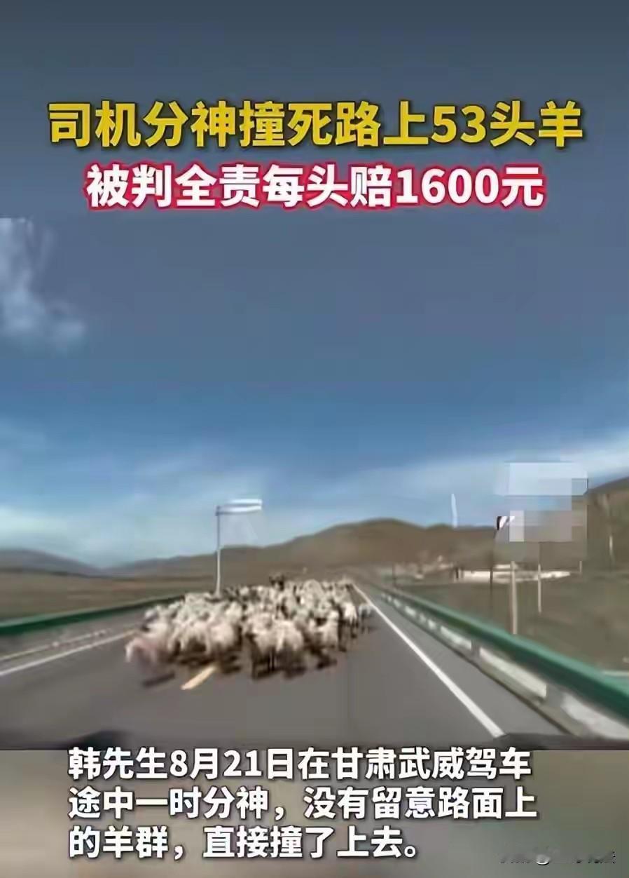 甘肃武威，一男子在公路上开车，一不留神撞上了羊圈，男子被判了全责，经过核对，一共