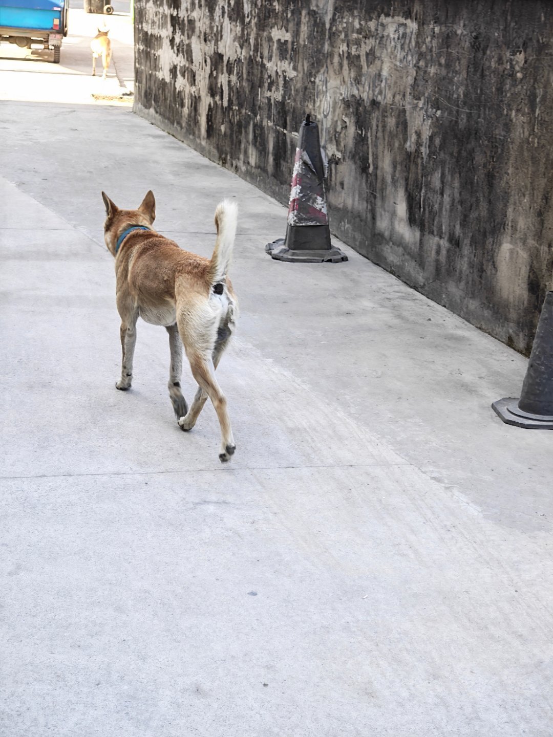 这小家伙大冬天居然不怕冷！难怪冬天很多人找它补呵每天早起打卡