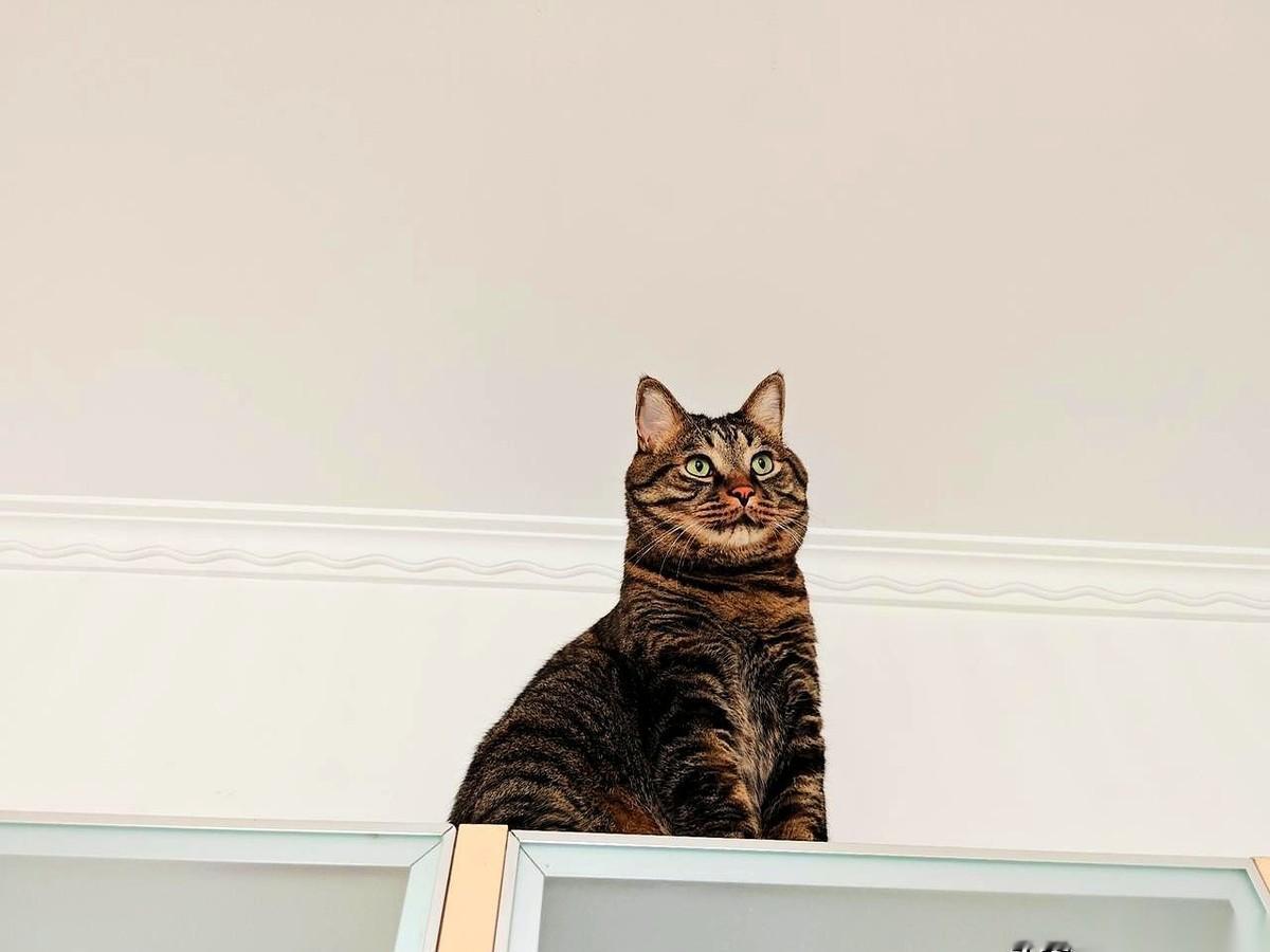 我刚拧开旧房那把换了没多久的防盗门锁，大狸花猫“可乐”没像往常一样蹭腿，而是抬起