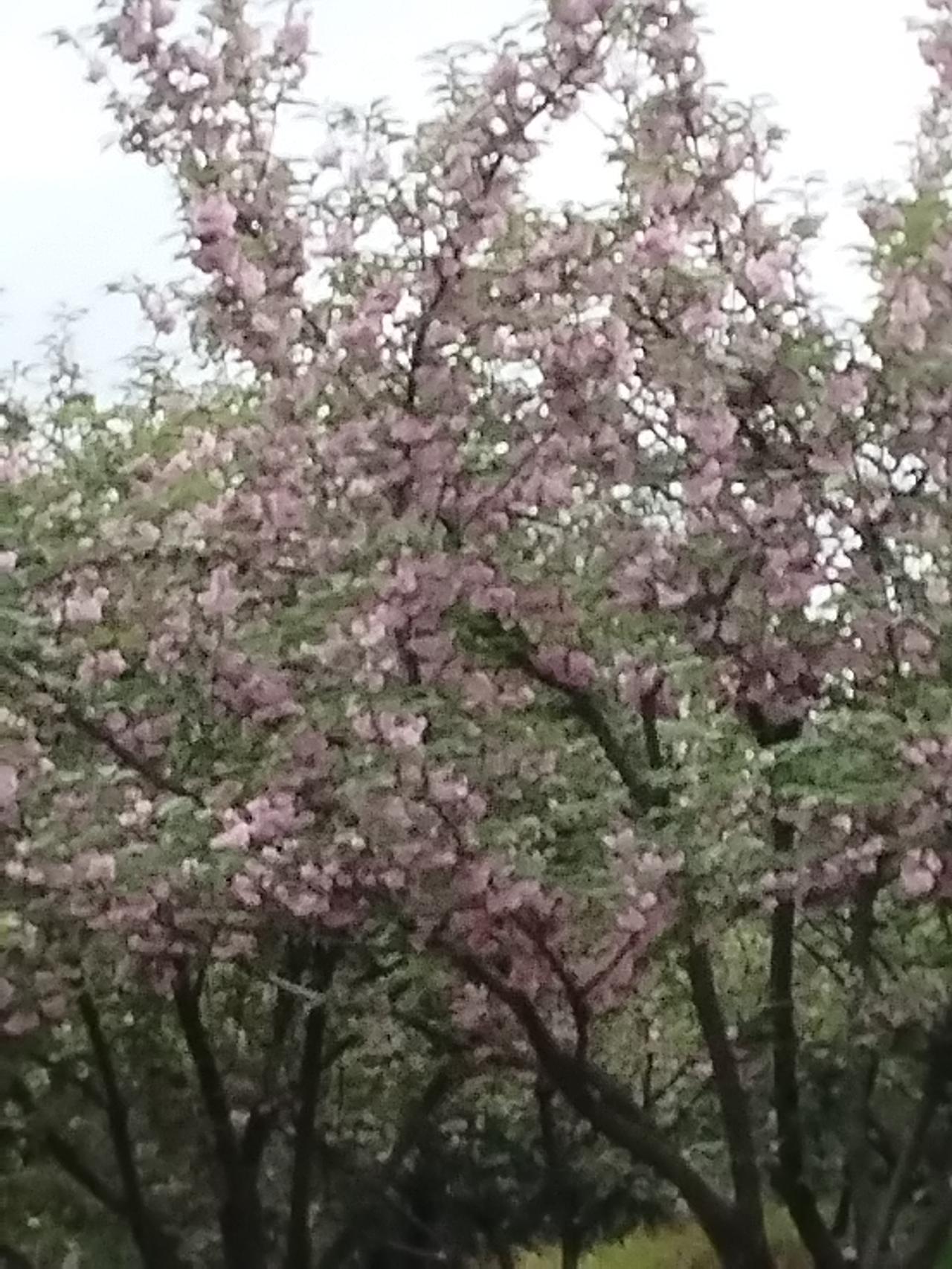 今年春天最想实现的心愿
春天象征着新的开始与希望。今年春天，我最想实现的心愿是健