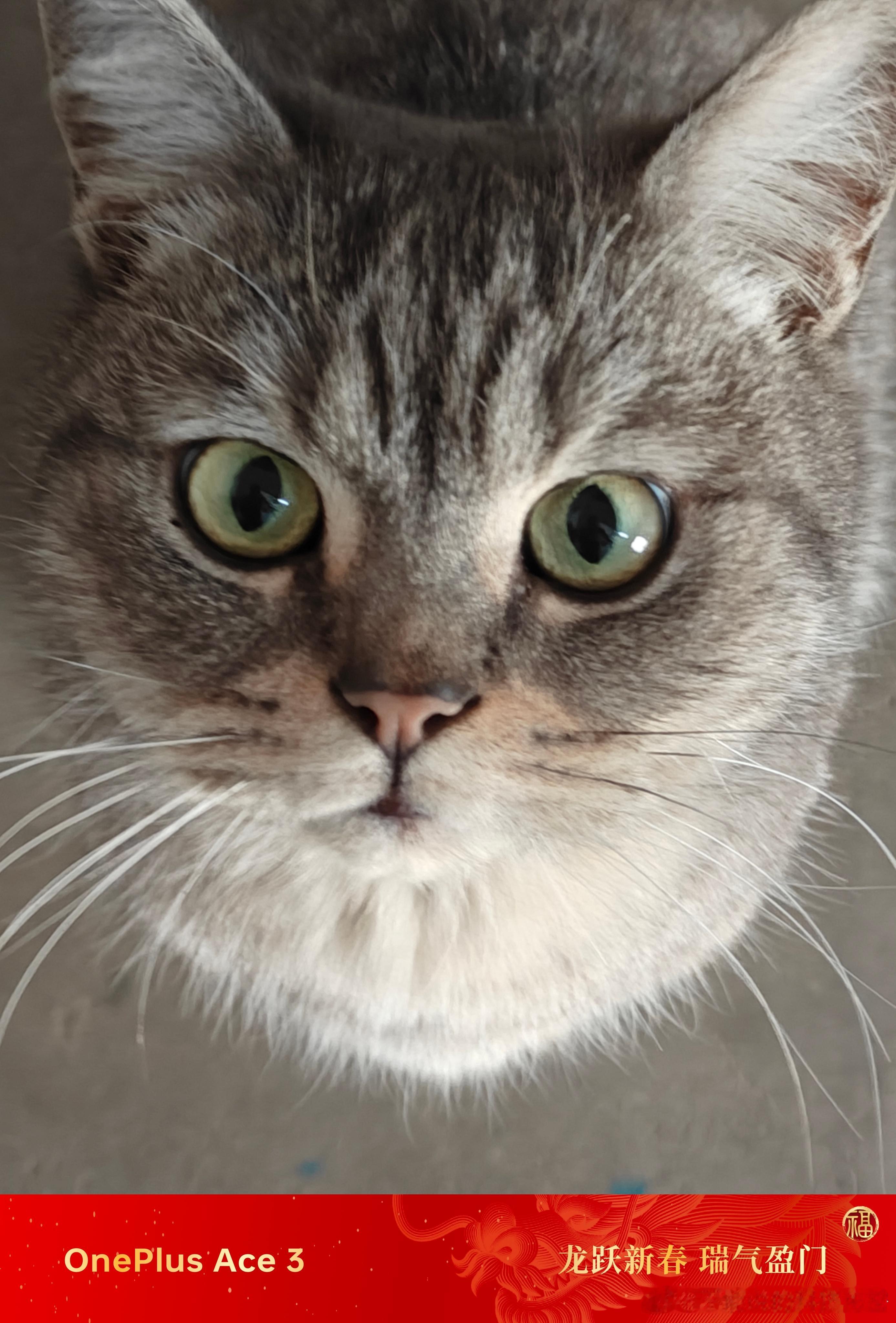 哈喽，流浪猫，过年了，喂你点鱼肉#一加手机[超话]##过年买一加##过年# ​​