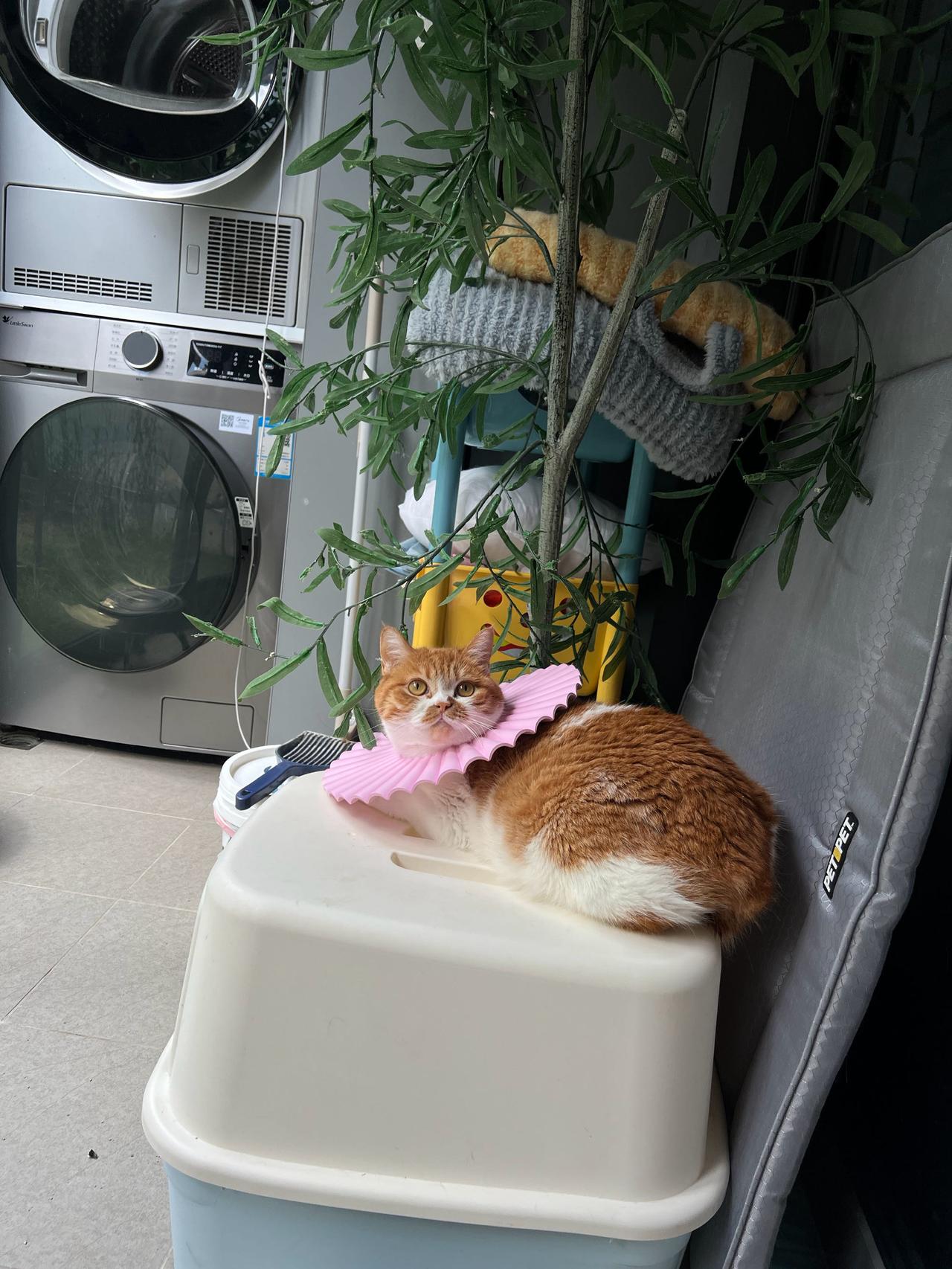 这朵粉色喇叭花看上去似乎不太高兴呀