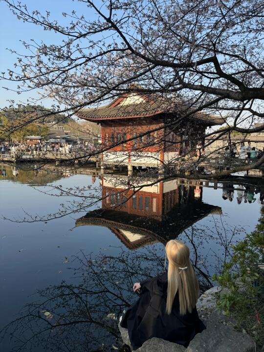 3.22曲院风荷樱花实况！杭州樱花倒计时3️⃣天