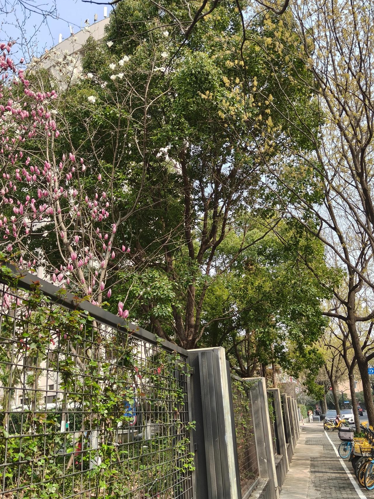 🌿 春分·平衡之美
昼夜等长，阴阳相半。愿你内心如这春光，平和明媚，找到生活的