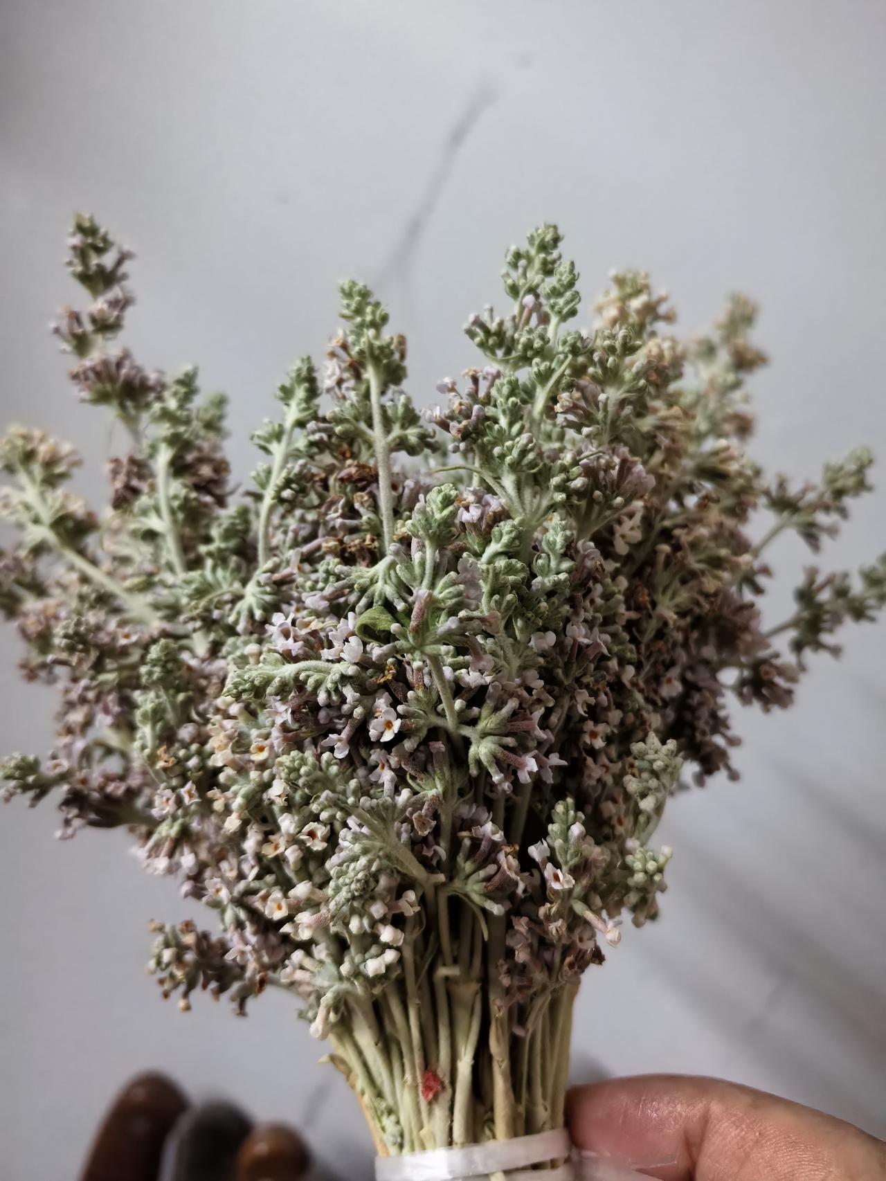 你知道这是什么花吗？你吃过用它煮的黄米饭吗？
有一种花的味道只有广西桂西北的壮族